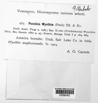 Puccinia wyethiae image